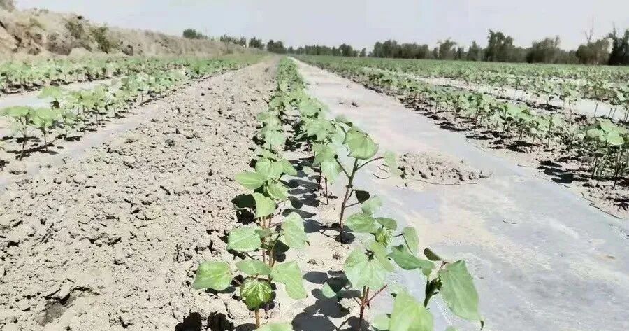 談植保無人機對農藥及其劑型的選擇的圖2