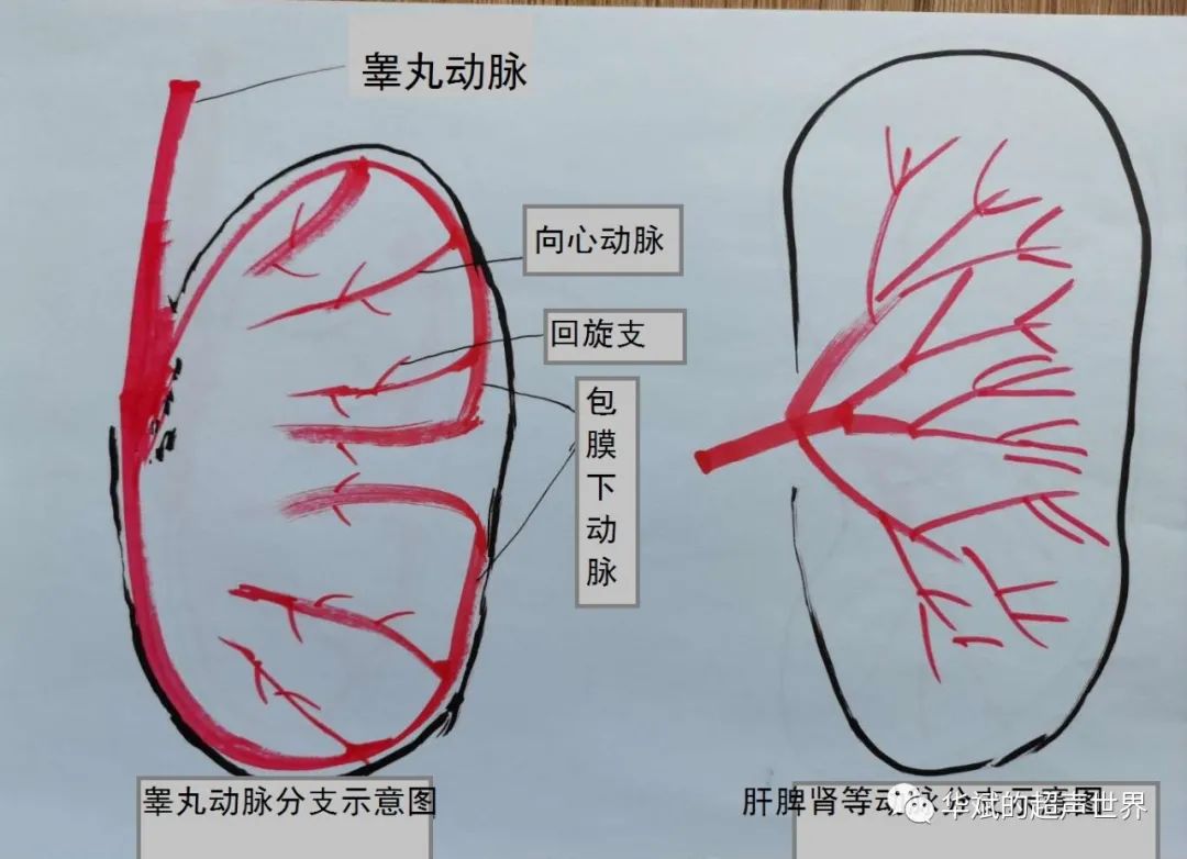 节段性睾丸梗塞 令人尴尬的 楔形 华斌的超声世界 二十次幂