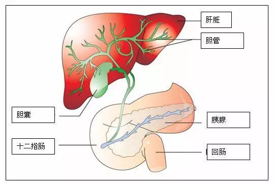 肝胆炎症、结石类用药举荐
