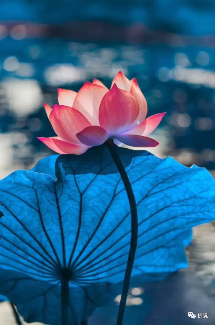 &ldquo;紅塵修行，禪意人生&rdquo;的图片搜索结果