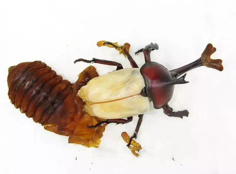 自然笔记 来画一画这沪上最大的甲虫 独角仙 恋野物语 微信公众号文章阅读 Wemp