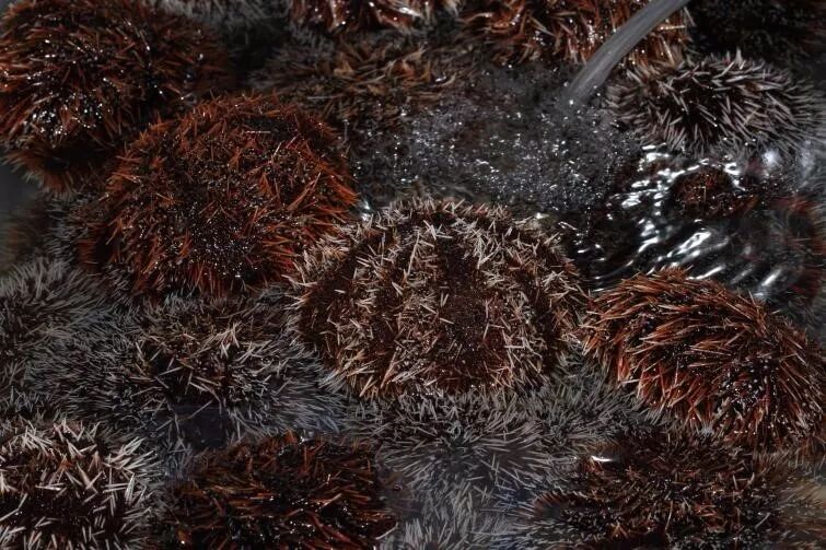 海胆,但是季节不对,内部腺体就像一层皮▲带子,我每次吃海鲜必点