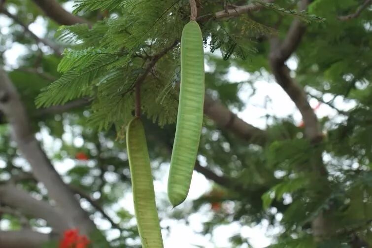 凤凰木的果实高大的椰子树立于道路两边,看得我心里直痒痒,或许我的