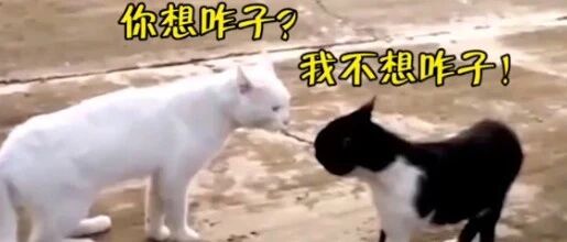 四川方言爆笑动物配音 自贡猫猫狗狗打架三部曲 洋芋老司 微信公众号文章 微小领