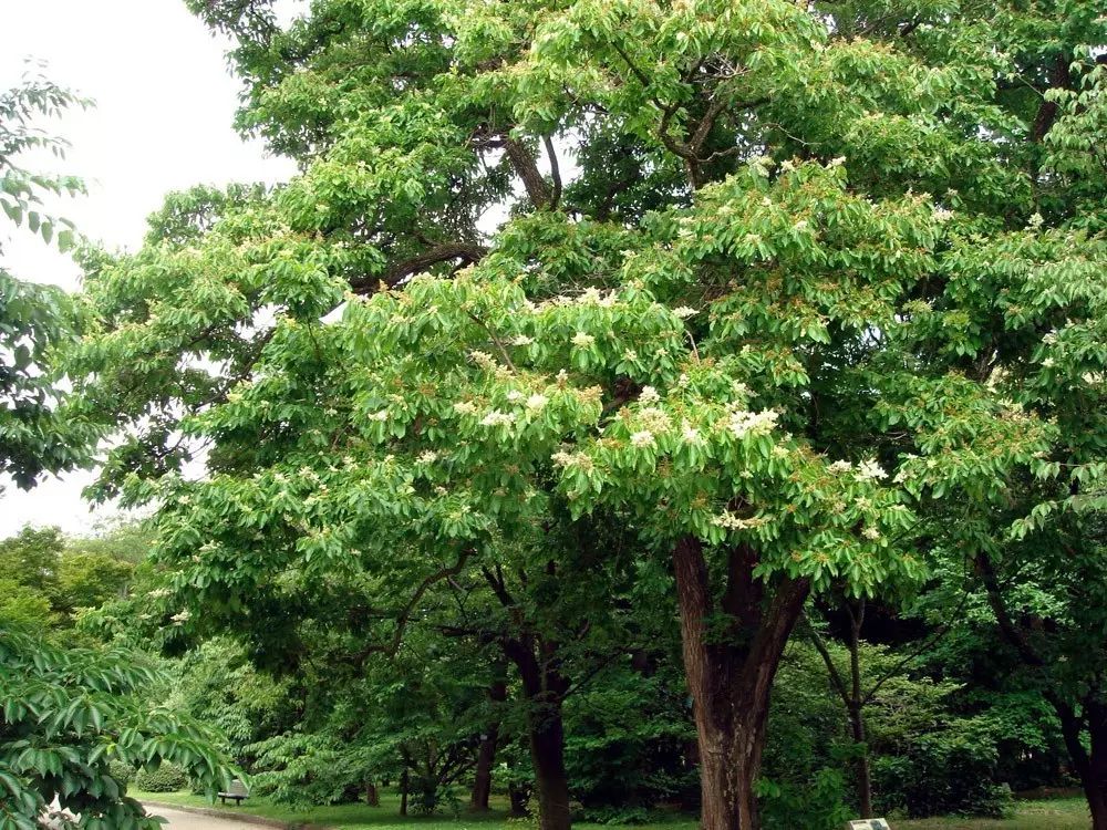 海南厚皮树图片图片