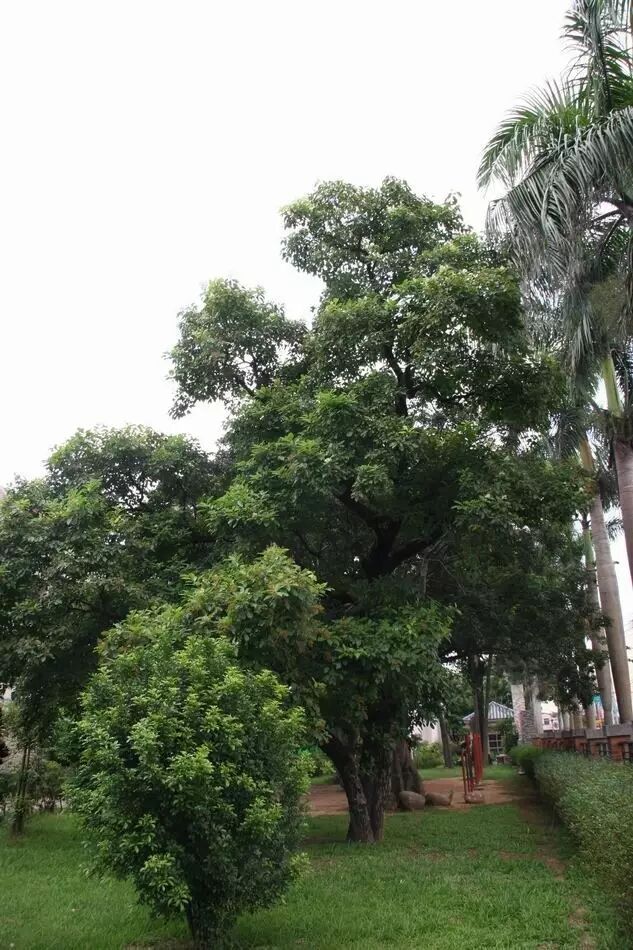 厚壳树【应用植物图鉴no.391】