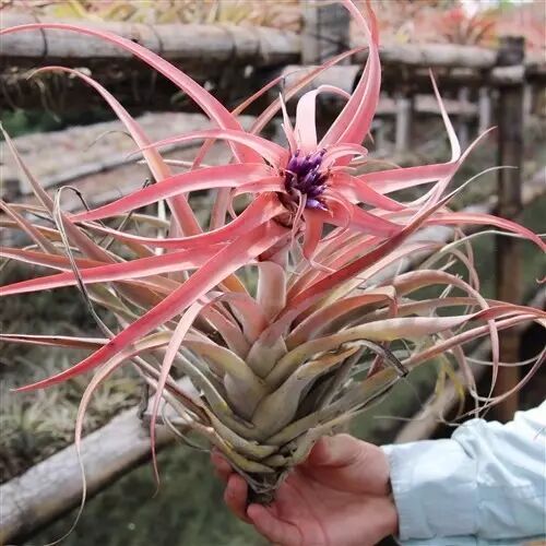 “不需要土”的附生植物，种植物更自由