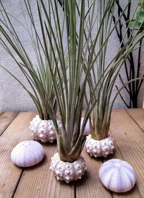 “不需要土”的附生植物，种植物更自由