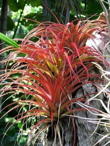 “不需要土”的附生植物，种植物更自由