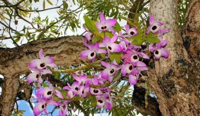 “不需要土”的附生植物，种植物更自由