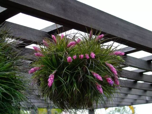 “不需要土”的附生植物，种植物更自由