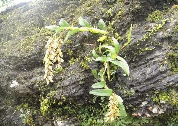 “不需要土”的附生植物，种植物更自由