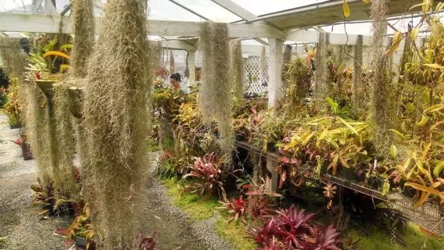 “不需要土”的附生植物，种植物更自由