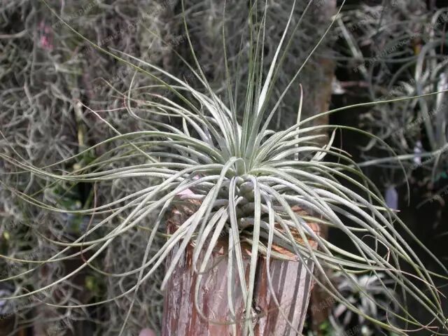 “不需要土”的附生植物，种植物更自由