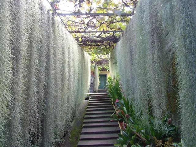 “不需要土”的附生植物，种植物更自由