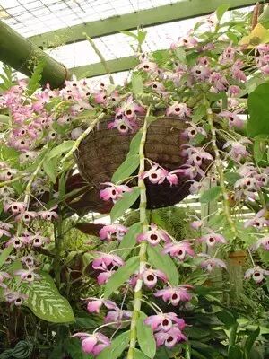 “不需要土”的附生植物，种植物更自由
