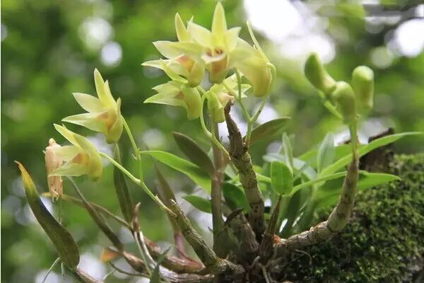 “不需要土”的附生植物，种植物更自由