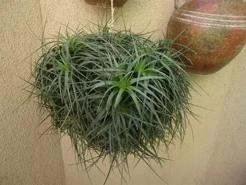 “不需要土”的附生植物，种植物更自由