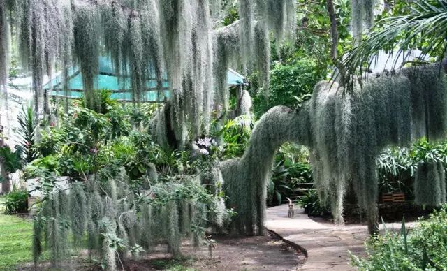“不需要土”的附生植物，种植物更自由