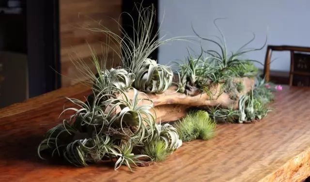 “不需要土”的附生植物，种植物更自由