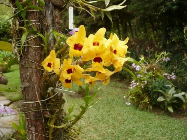 “不需要土”的附生植物，种植物更自由