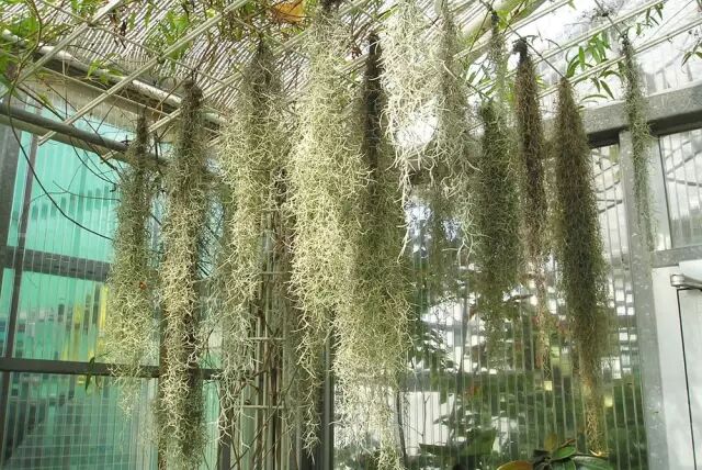 “不需要土”的附生植物，种植物更自由