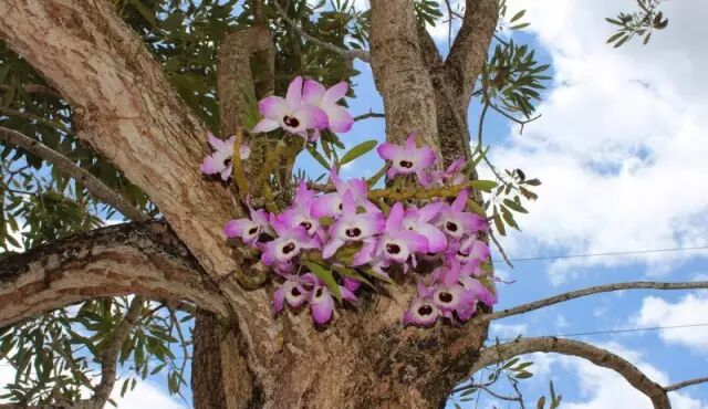 “不需要土”的附生植物，种植物更自由