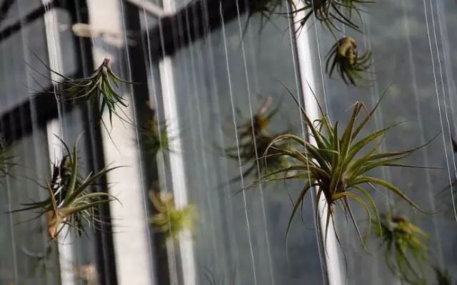 “不需要土”的附生植物，种植物更自由