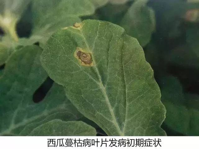 西瓜茎开裂 瓜农急坏了 图文并茂 全方位了解西瓜蔓枯病 西甜瓜种植联盟 微信公众号文章阅读 Wemp