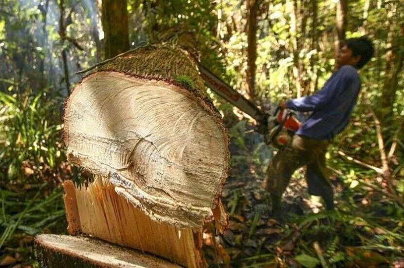 红木主力用材逆市上涨，无木可跌。