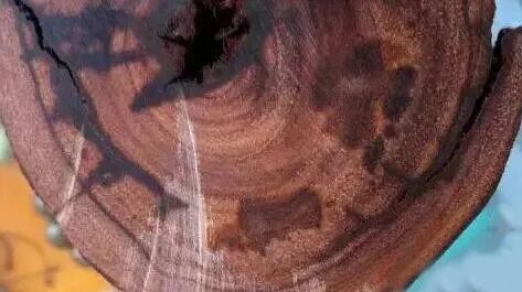 小叶紫檀的黑筋、黑斑是怎么回事？