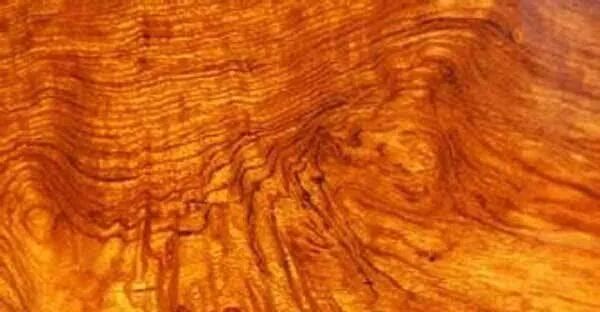 当之无愧的“接班人”—— 缅花