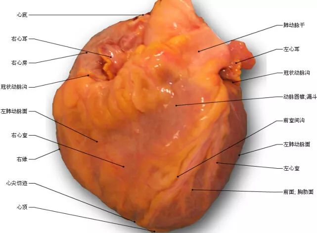 珍藏這組心臟解剖圖太讚了