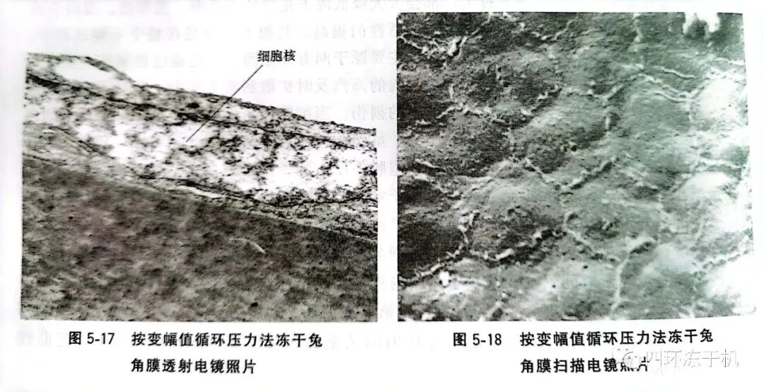 四环冻干机—生物制品和生物组织冻干技术（十）