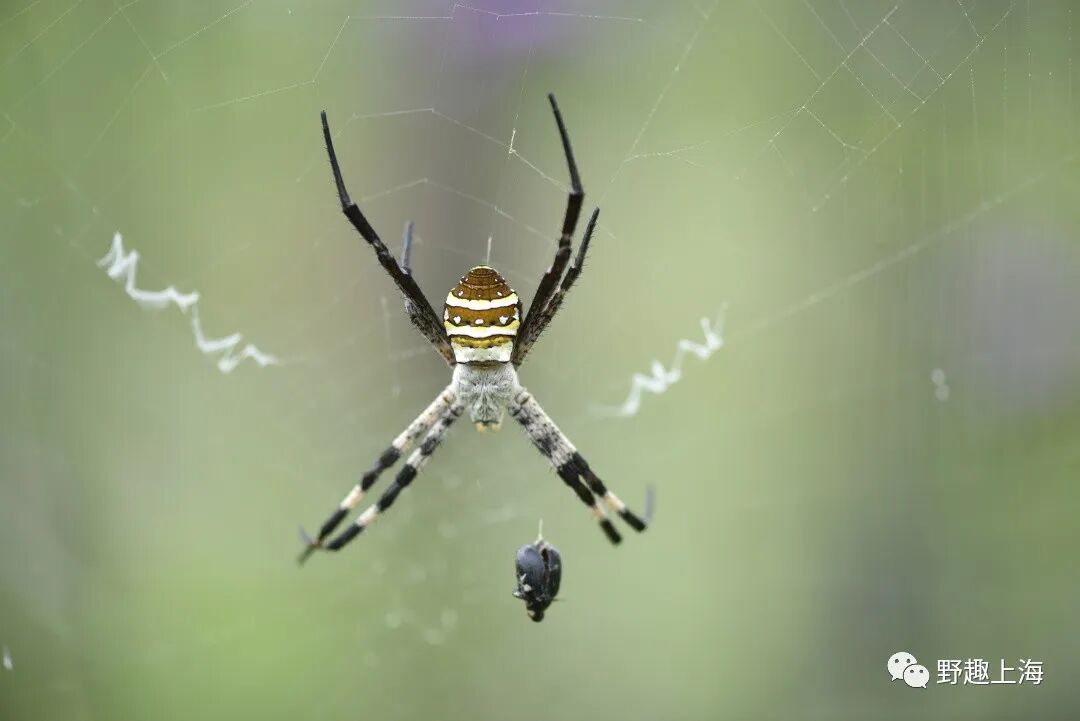 ‍悦目金蛛“守网待虫”©陈龙龙你还在柳叶马鞭草上发现了哪些可爱的小