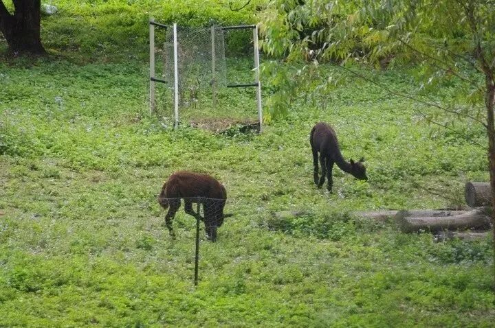 留学生的无奈！悉尼漂泊进化论：10年里我的7个家...（组图） - 3