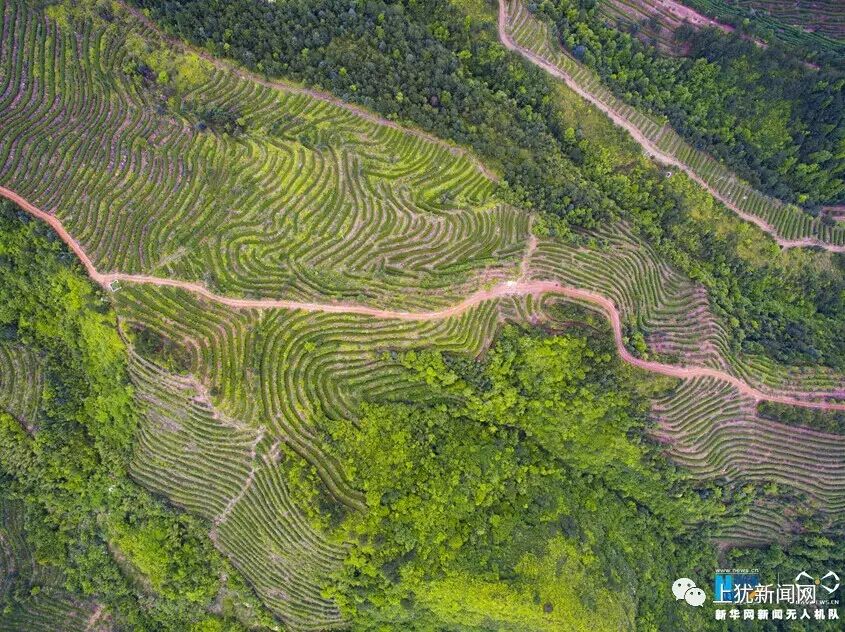 油石嶂生态茶园风光