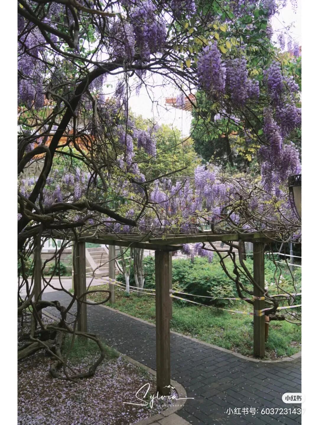 花韵缀城风吹初夏浪漫狂飙