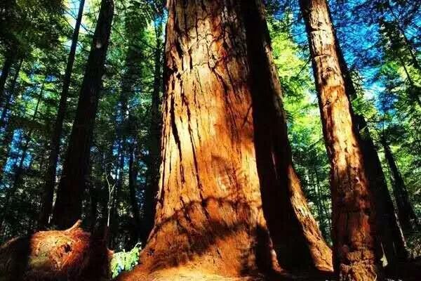 红木家具是“养生宝”，常伴左右活得老！