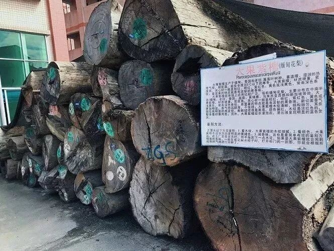 缅甸花梨，值得关注的“五大优点”