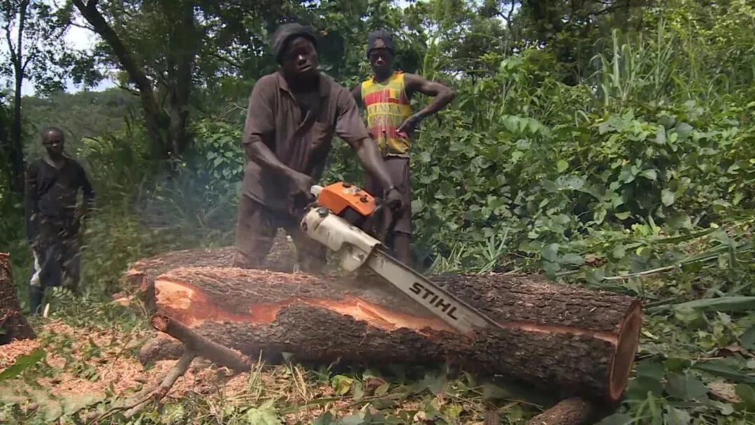 无木可跌！红木主力用材逆市上涨10%--20%