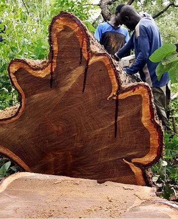 刺猬紫檀？非洲花梨？别再傻傻分不清楚了！