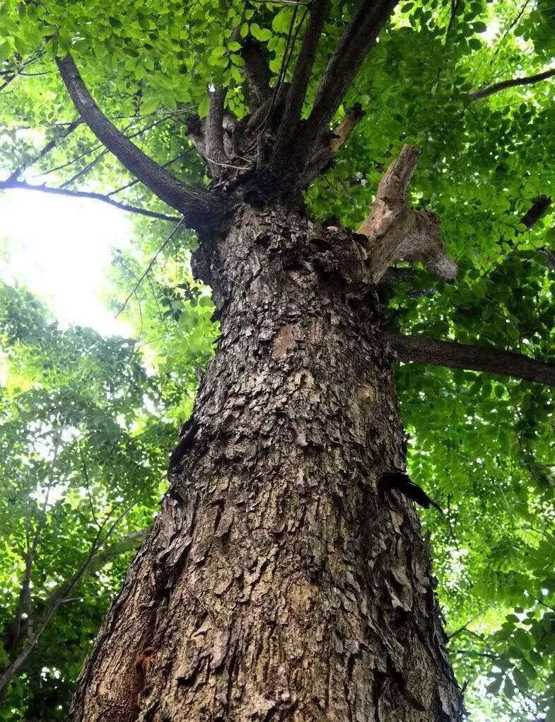 红木家具“八大美人”，个个惊艳绝伦！