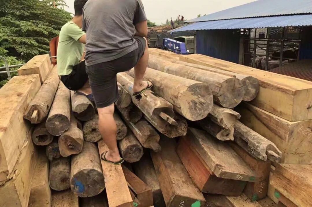 红木界的“十六美人”，您家藏了几个呢？