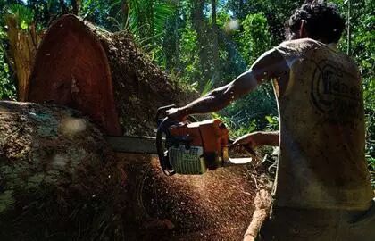 大红酸枝太贵买不起？可以看看这些木材！