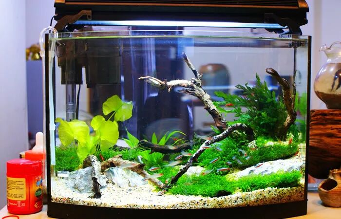 鱼缸摆放大有讲究，快来看看怎么摆吧！