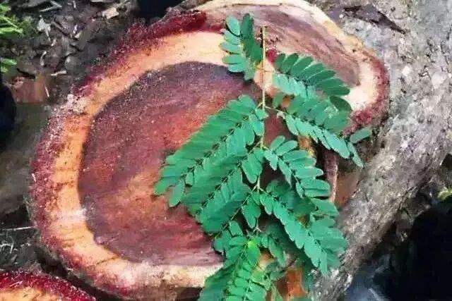 “千年等一木，一木传千年”揭秘大红酸枝树龄