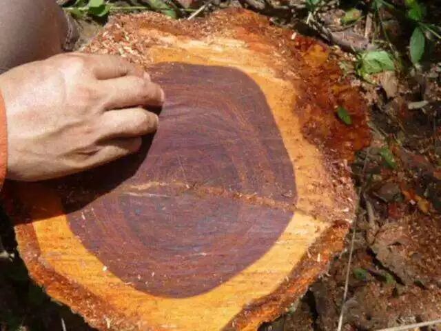 红木如人，何为其“脾气”与“木性”？