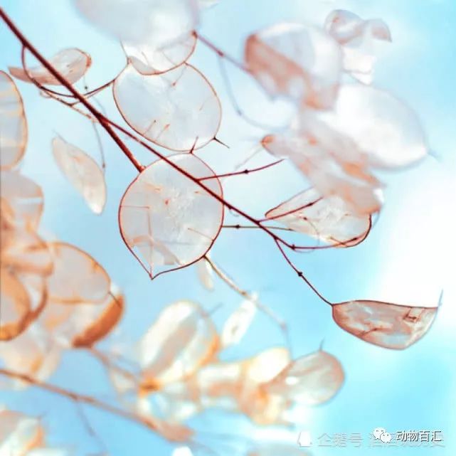 梦到征兆流女性鼻血是什么意思_梦到自己流鼻血是什么征兆女性_梦见流鼻血女人