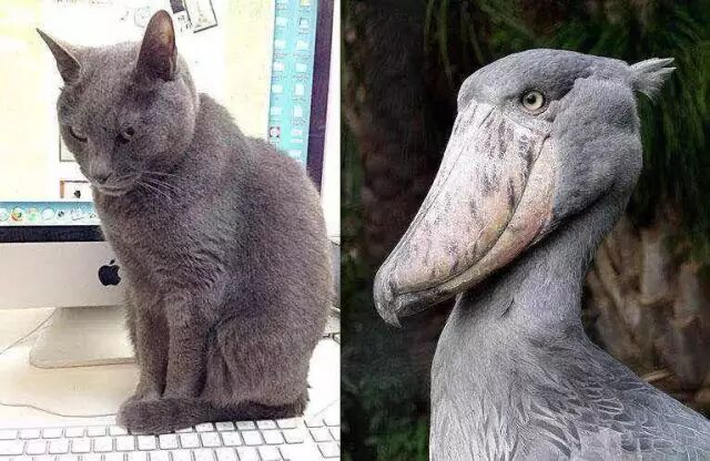 养了三只喵星人 特意为喵星人开了facebook 喵喵都要被她玩坏了